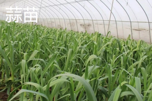 冬季适合在冷棚中栽培哪些蔬菜,芹菜、香菜、蒜苗等品种都是适宜选择