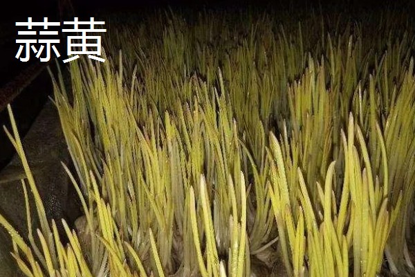 冬季适合在冷棚中栽培哪些蔬菜,芹菜、香菜、蒜苗等品种都是适宜选择