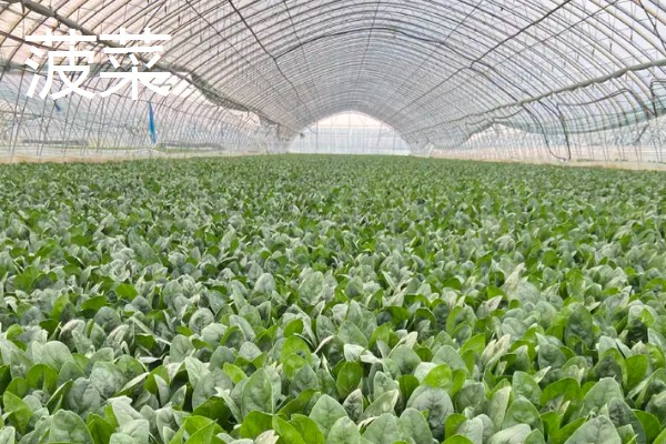 冬季适合在冷棚中栽培哪些蔬菜,芹菜、香菜、蒜苗等品种都是适宜选择