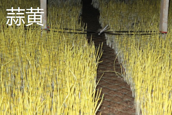 冬季适合在冷棚中栽培哪些蔬菜,芹菜、香菜、蒜苗等品种都是适宜选择