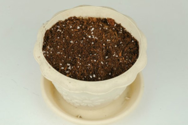 蝴蝶兰如何分株，将母株上的地下茎分开成数个分茎