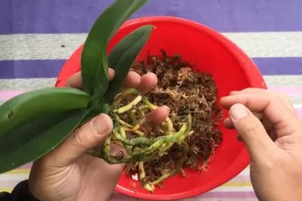 蝴蝶兰如何分株，将母株上的地下茎分开成数个分茎