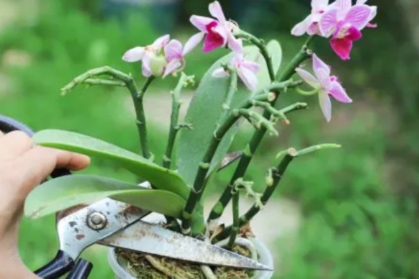 蝴蝶兰如何分株，将母株上的地下茎分开成数个分茎