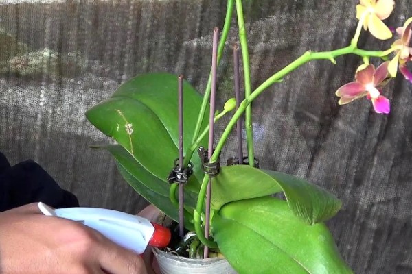 蝴蝶兰如何分株，将母株上的地下茎分开成数个分茎