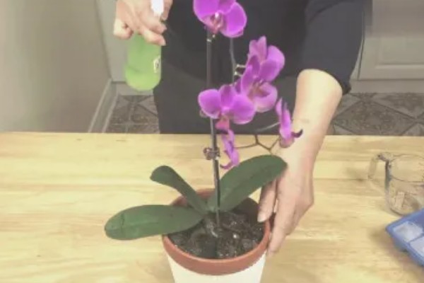 蝴蝶兰如何分株，将母株上的地下茎分开成数个分茎