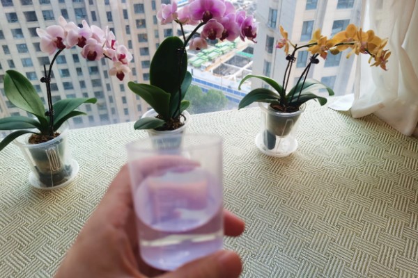 蝴蝶兰如何分株，将母株上的地下茎分开成数个分茎