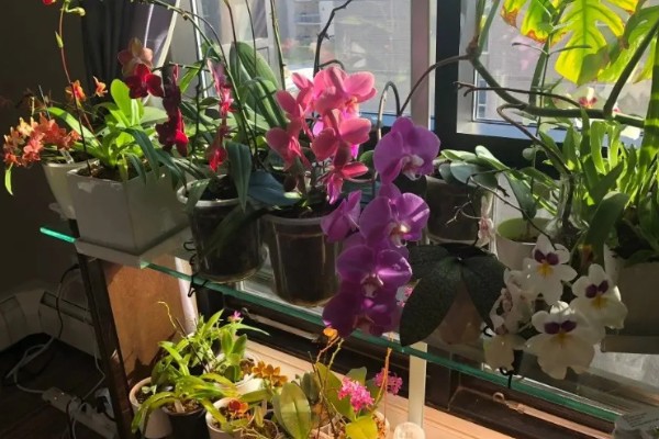 蝴蝶兰如何分株，将母株上的地下茎分开成数个分茎