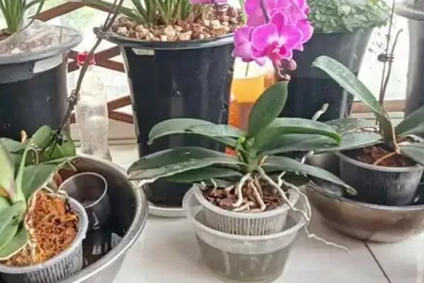 蝴蝶兰如何分株，将母株上的地下茎分开成数个分茎