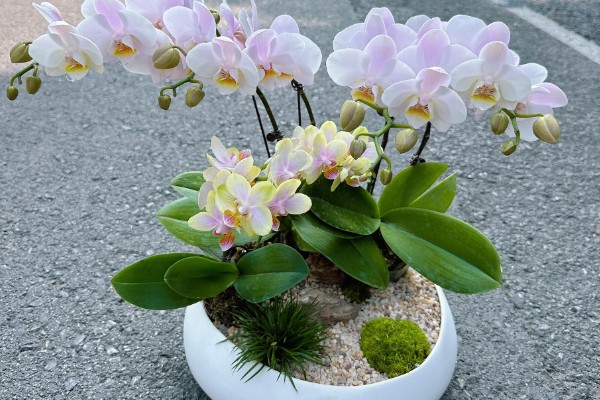 蝴蝶兰如何分株，将母株上的地下茎分开成数个分茎