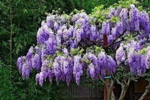 紫藤怎样过冬,傍晚需控制温度