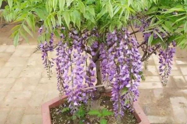 紫藤怎样过冬,傍晚需控制温度