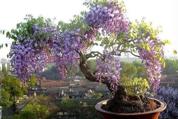 紫藤怎样过冬,傍晚需控制温度