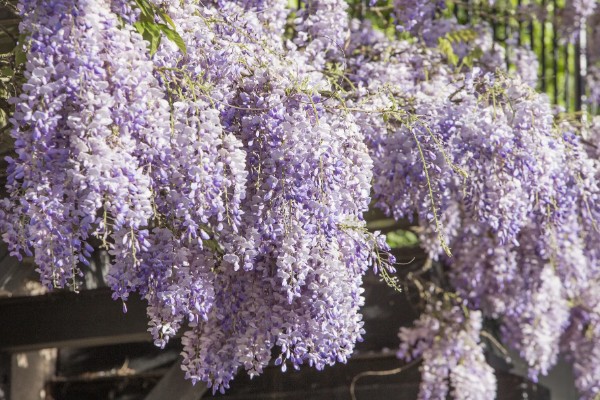 紫藤怎样过冬,傍晚需控制温度