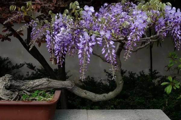 紫藤怎样过冬,傍晚需控制温度