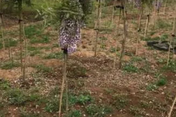 紫藤怎样过冬,傍晚需控制温度