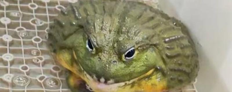 非洲牛蛙一个月可以长多大，30天左右可长至10.5cm左右