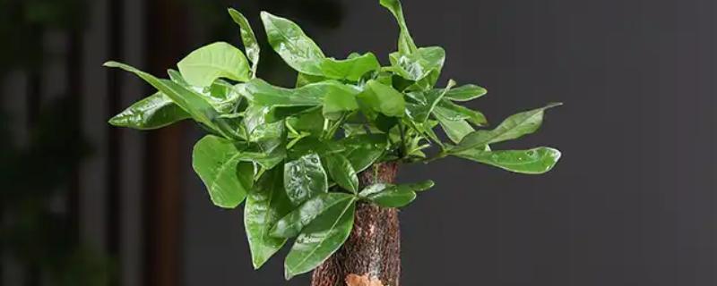 怎样栽培发财树，要将植株放置在光线明亮养护