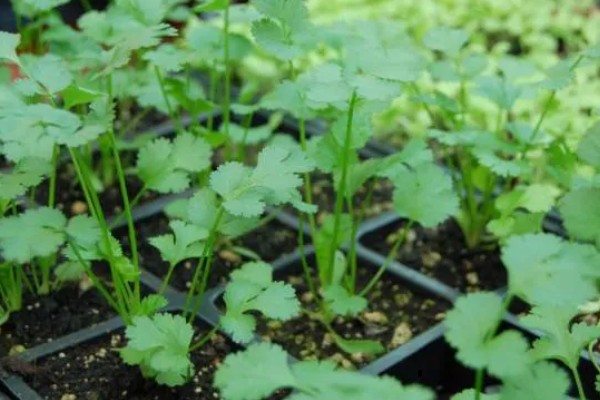 香菜又叫什么，又叫胡荽、香荽、芫荽、胡菜