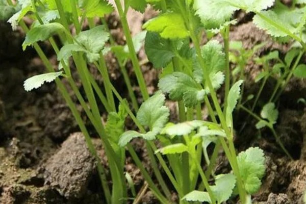 香菜又叫什么，又叫胡荽、香荽、芫荽、胡菜