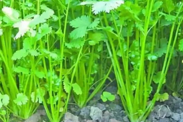 香菜又叫什么，又叫胡荽、香荽、芫荽、胡菜