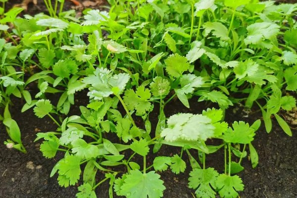 香菜又叫什么，又叫胡荽、香荽、芫荽、胡菜