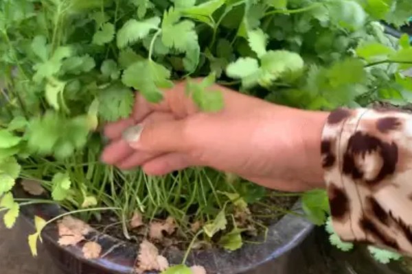 香菜又叫什么，又叫胡荽、香荽、芫荽、胡菜