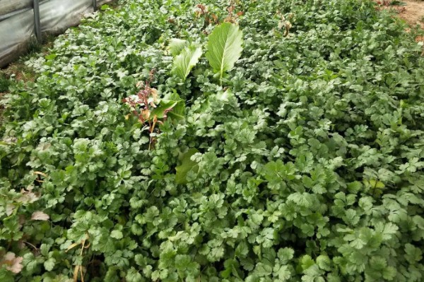 香菜又叫什么，又叫胡荽、香荽、芫荽、胡菜