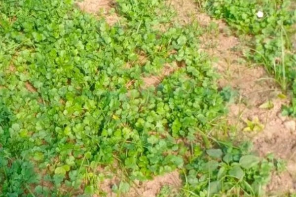 香菜又叫什么，又叫胡荽、香荽、芫荽、胡菜