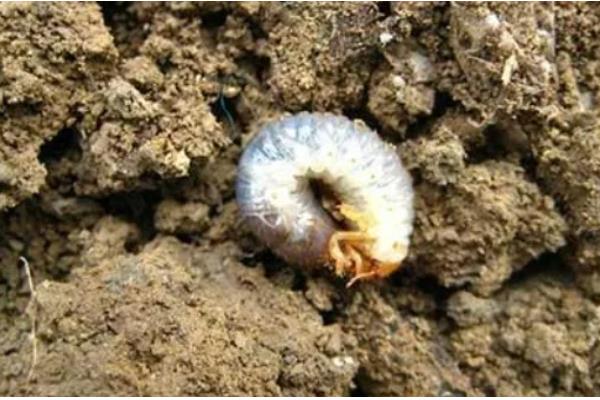 蛴螬的危害,它咬断幼苗根、茎