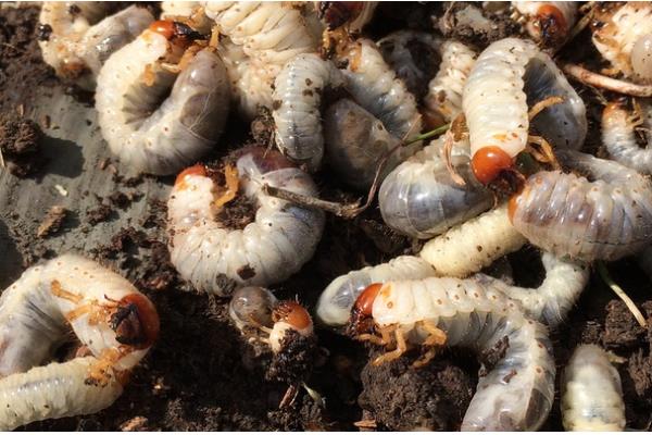 蛴螬的危害,它咬断幼苗根、茎