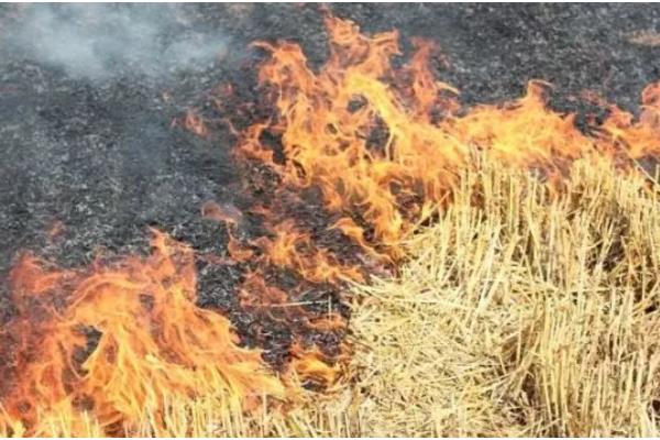 蛴螬的危害,它咬断幼苗根、茎