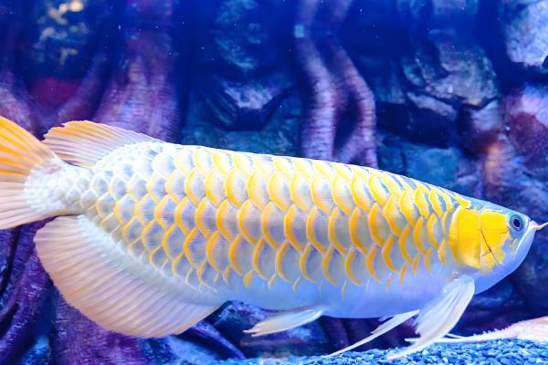 龙鱼一只眼下垂的原因,可能是营养过剩所致