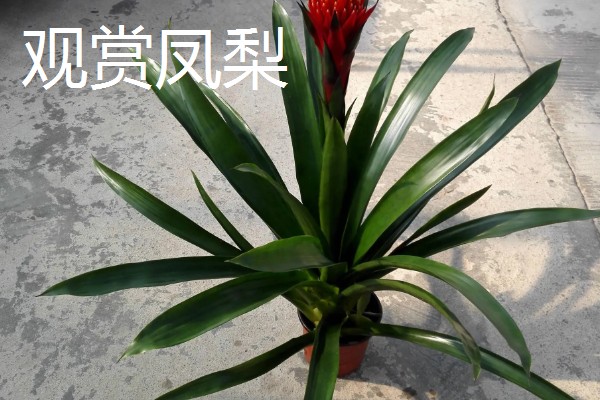 不需要阳光的室内花卉，有观赏凤梨、袖珍椰子等