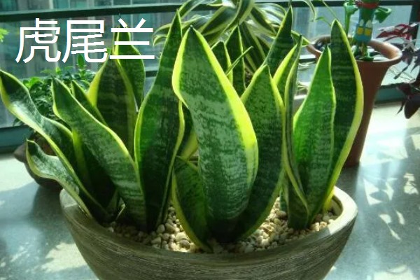 不需要阳光的室内花卉，有观赏凤梨、袖珍椰子等