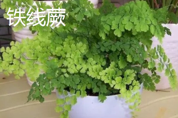 不需要阳光的室内花卉，有观赏凤梨、袖珍椰子等