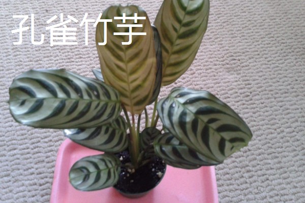 不需要阳光的室内花卉，有观赏凤梨、袖珍椰子等