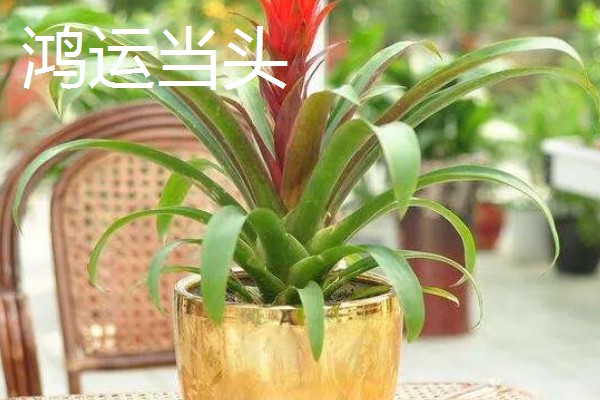 不需要阳光的室内花卉，有观赏凤梨、袖珍椰子等