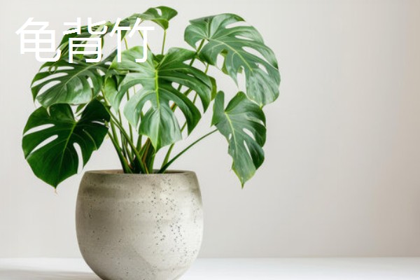 不需要阳光的室内花卉，有观赏凤梨、袖珍椰子等