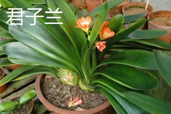 不需要阳光的室内花卉，有观赏凤梨、袖珍椰子等