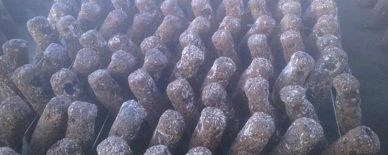 夏季怎么管理花菇菌棒，重点是做好通风工作