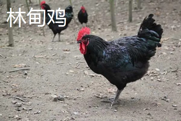 林甸县有什么特产，胜利大米是不能缺少的伴手礼