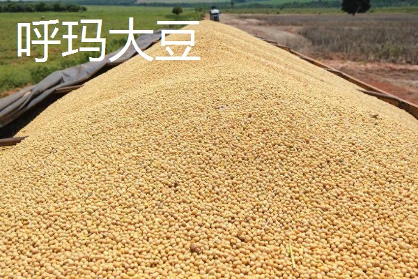 林甸县有什么特产，胜利大米是不能缺少的伴手礼