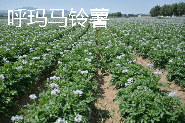 林甸县有什么特产，胜利大米是不能缺少的伴手礼