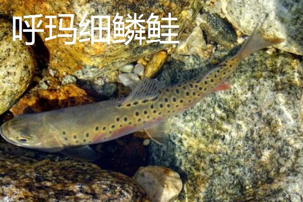 林甸县有什么特产，胜利大米是不能缺少的伴手礼