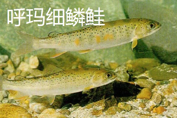 林甸县有什么特产，胜利大米是不能缺少的伴手礼