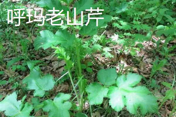 林甸县有什么特产，胜利大米是不能缺少的伴手礼