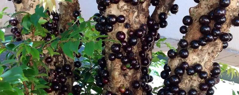 北方能不能种树葡萄，抗寒能力强可以栽培