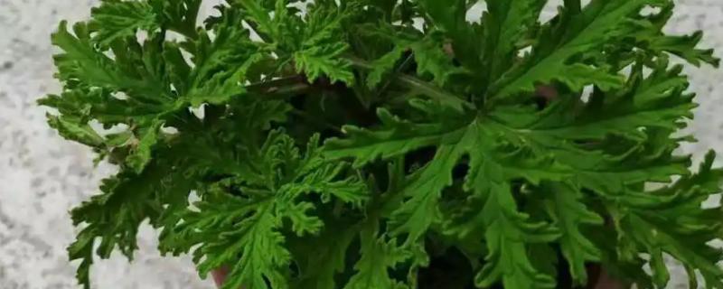 驱蚊草如何浇水，秋季通常7天左右浇1次水