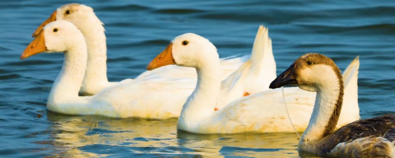 公鹅和母鹅的区别，体型、羽毛等方面都不同