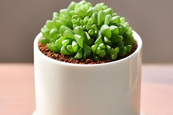 让草玉露生根且长得饱满的方法,把温度控制在10-25℃左右能增强长势